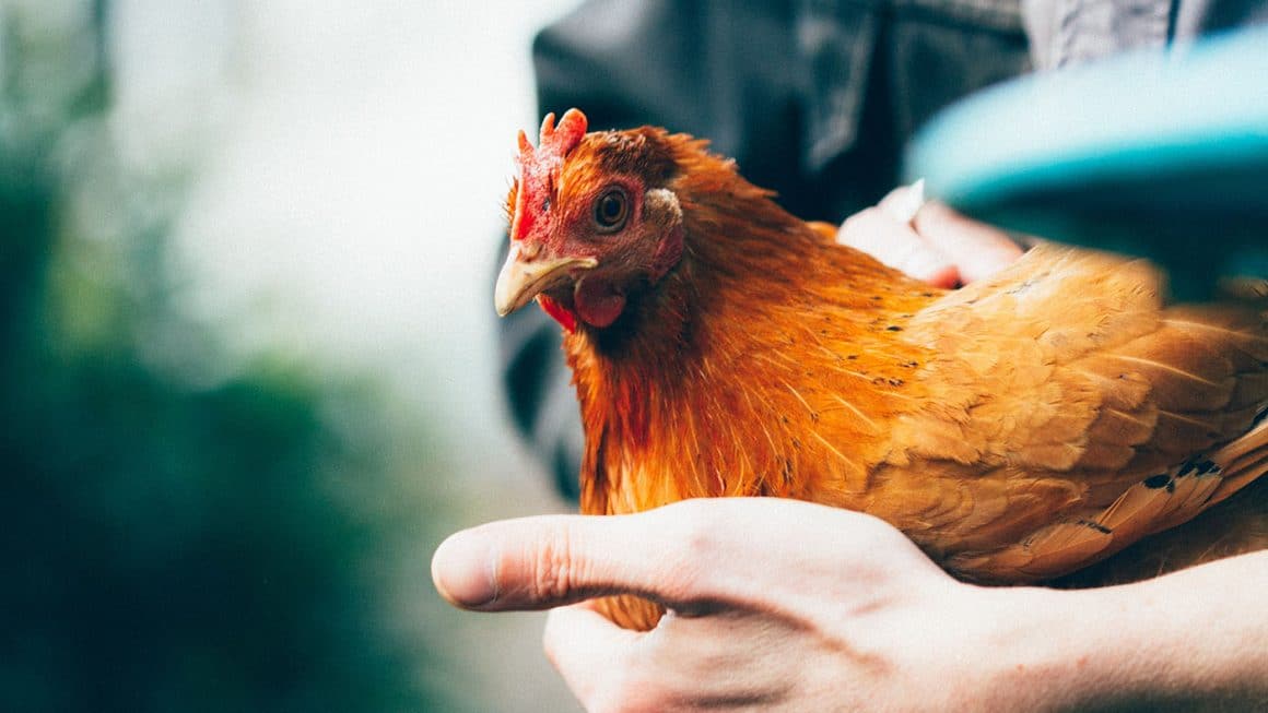 poule-rousse-compagnie